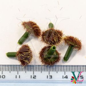 Серединка з тичинками, середня 1,2 см, колір коричневий