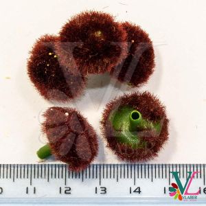 Серединка з тичинками, велика 2,0 см, колір коричневий