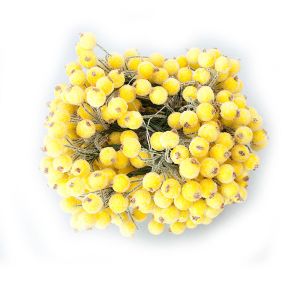 Калина сахарна 1,2 см, колір яскраво-жовтий